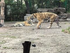 -上海野生动物园老虎餐厅