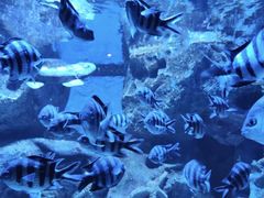 -海合安成都极地海洋公园