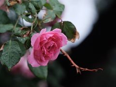 -国家植物园