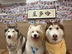 -星多哈·狗咖·拼豆·咖啡