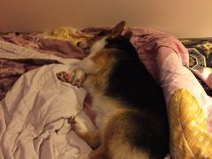 -爱侣宠医·鹦鹉专科·小型哺乳类·异宠专科(灵石路店)