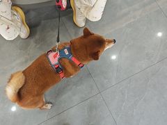 -贝利宠物医院·骨科·眼科·肿瘤转诊中心(南坪诊疗中心)