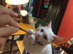 -猫色咖啡·猫咖