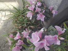 -阿尔山市大兴安岭奥伦布坎景区