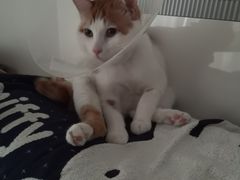 -纳吉亚猫专科动物诊疗中心(蒋宅口分院)