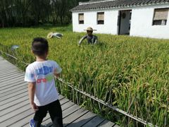 -溱湖国家湿地公园