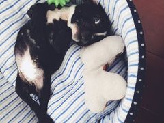 -骐奇宠物诊疗中心(南亭公路店)