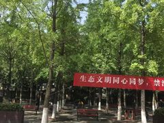 -神仙树公园