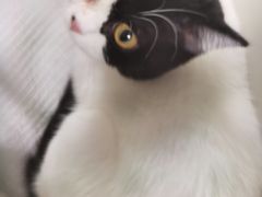 -爱诺耐芙动物医院(万博店)