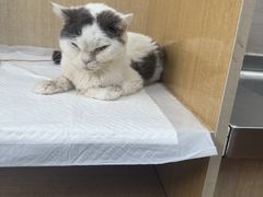 -北京观赏动物医院·24小时大型综合·猫专科·异宠专科