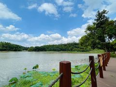 -南宁良凤江国家森林公园