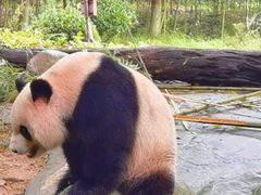 -都江堰中华大熊猫苑