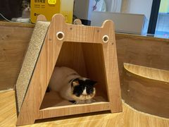 -啵啵喵·猫咖(攀华国际店)