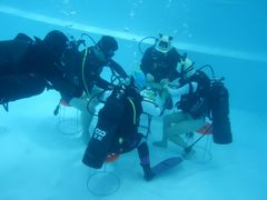 -上海潜殿潜水中心