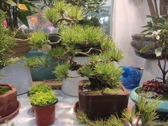 -双季花艺园艺市场(浦东店)