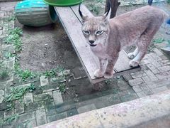 -青藏高原野生动物园