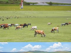 -额尔古纳黑山头绿野马帮骑马场
