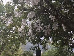 -洪崖丹井