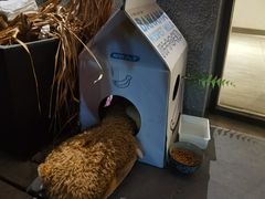 -叩听咖啡 kotiin cafe(福新路店)