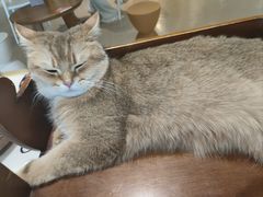 -藏猫猫咖啡主题馆(中央大道店)