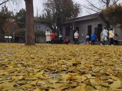 -三里屯东五街银杏大道