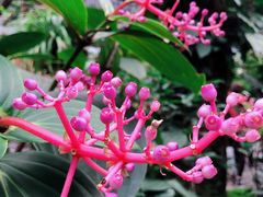 -深圳仙湖植物园
