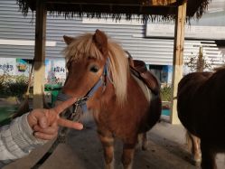 -萌宠亲子动物乐园(槐房万达店)