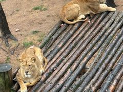 -西霞口神雕山野生动物世界