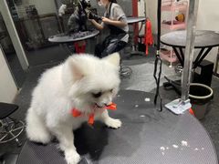 -宠物家(双井店)