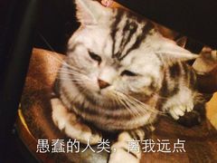 -猫色咖啡·猫咖