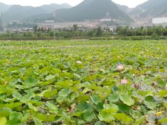 android_upload_pic-灵山莲花公园-温泉度假区