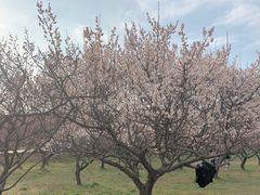 -苏州上方山国家森林公园