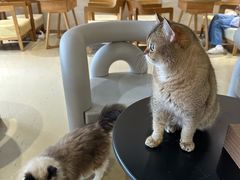 -藏猫猫咖啡主题馆(中央大道店)