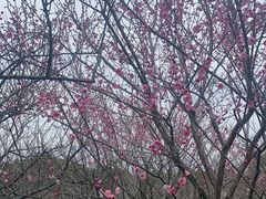 -香雪海