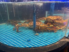 -望海臻鲜·海鲜餐厅