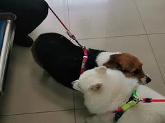 -申普宠物医院·眼科·心内科·影像科(普陀分院)