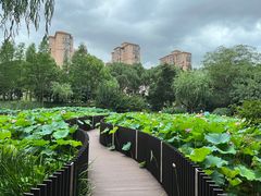 -陈家山荷花公园