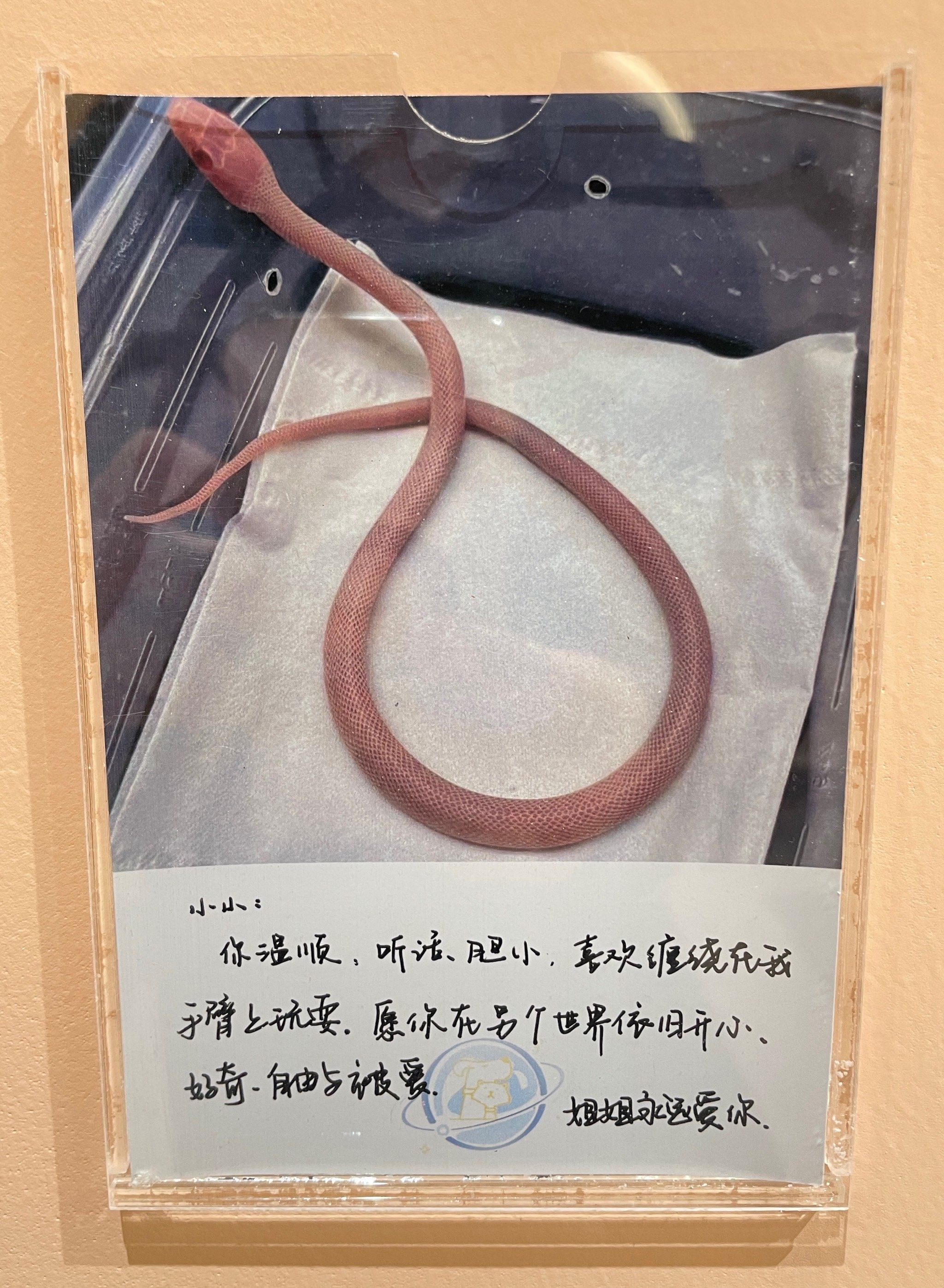 宠物骨灰晶石金锁项链