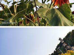 -郑州植物园