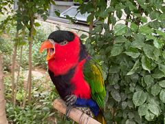 -南宫五洲植物乐园