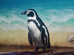 -海合安武汉极地海洋公园