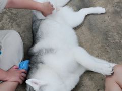 -TrueLove @ Neverland (Husky Cafe)