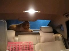 -佳百利宠物(荣乐中路115弄小区店)