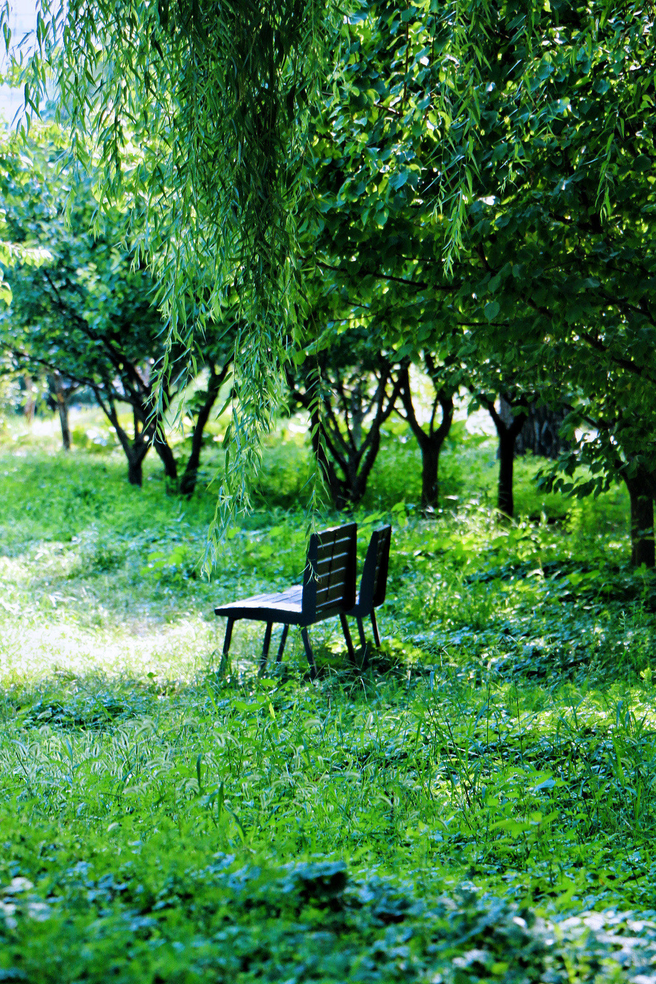 夏末秋初,微风清凉,自然界的绿意还在