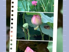 -荷塘月色湿地公园·向阳花洲