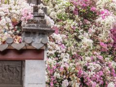 -深圳国际园林花卉博览园