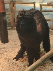 -Zoolung Zoolung动物主题公园(海信广场店)