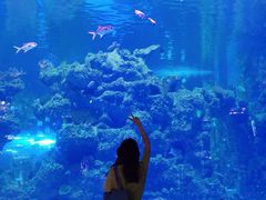 -芜湖新华联大白鲸海洋公园