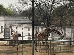 -合肥野生动物园