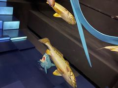 -同济大学四平路校区深海探索馆